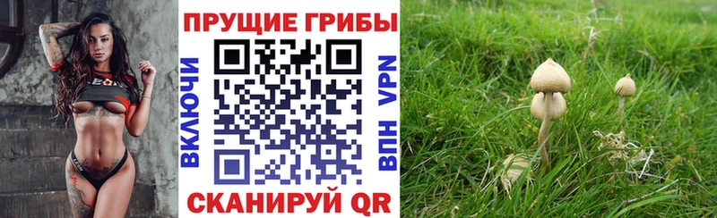 ссылка на мегу зеркало  Вязники  Галлюциногенные грибы Psilocybe  где купить наркоту 